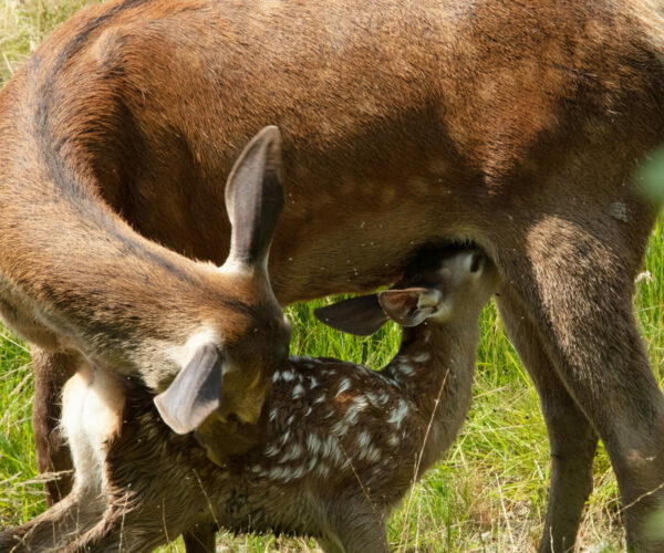 Bordeau Cinéma Théâtre - Bambi-26-scaled