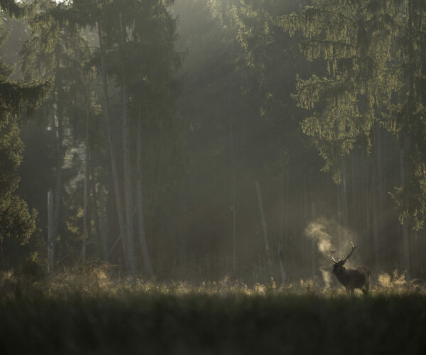 Bordeau Cinéma Théâtre - LeChantDesForets_VincentMunier9
