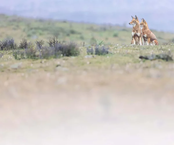 Bordeau Cinéma Théâtre - eeccaf710b70873b77af6967f393504c
